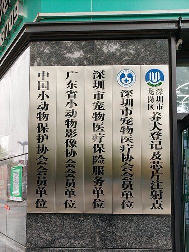 0元绝育！鹏城爱心宠物医院为流浪猫撑起温暖