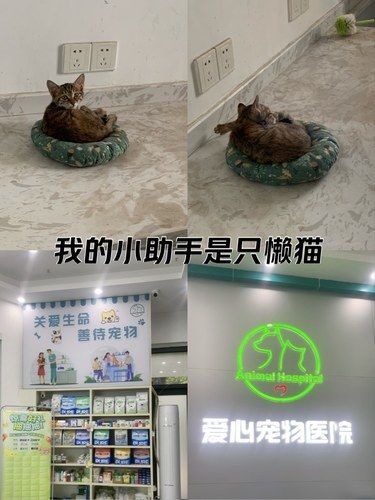 带着毛孩子体检的一天