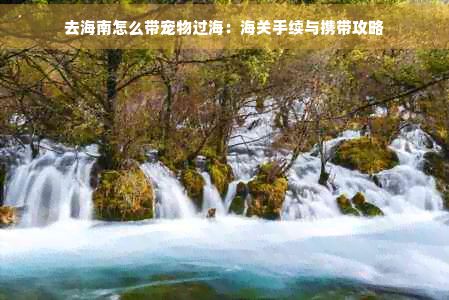 去海南怎么带宠物过海：海关手续与携带攻略