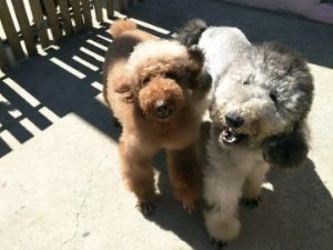 北京宠物寄养，一犬一舍单间散养，带小院可接送