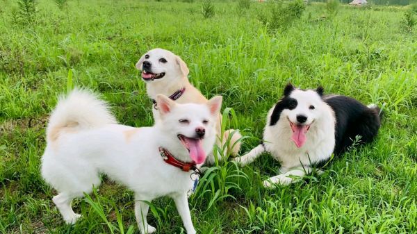 北京本地宠物寄养，散养独立房间，包月长期更优惠300可接送