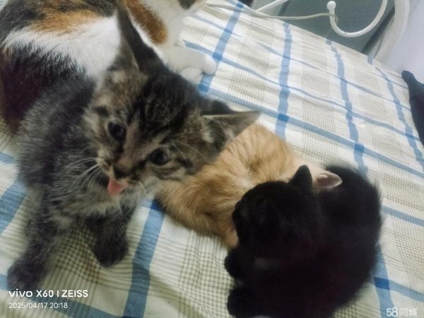 免费送养自家下的小猫咪