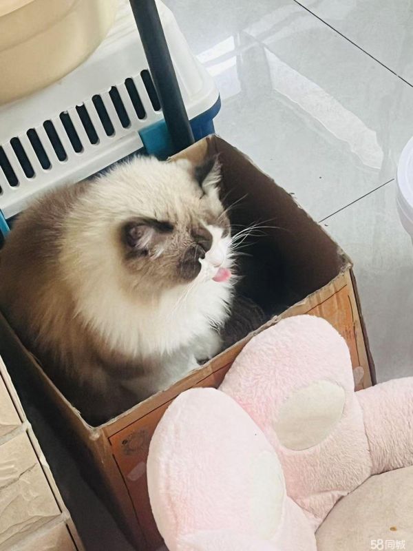 布偶猫小偿领养