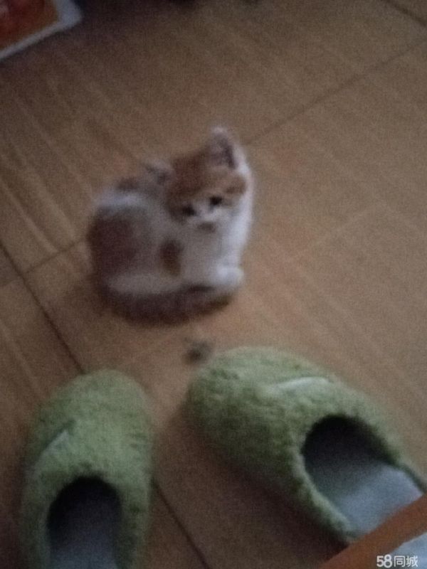 小猫免费送，求领养