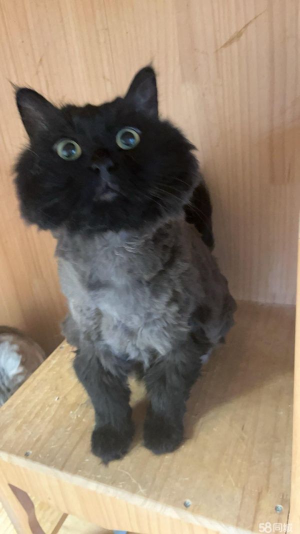 猫咪领养