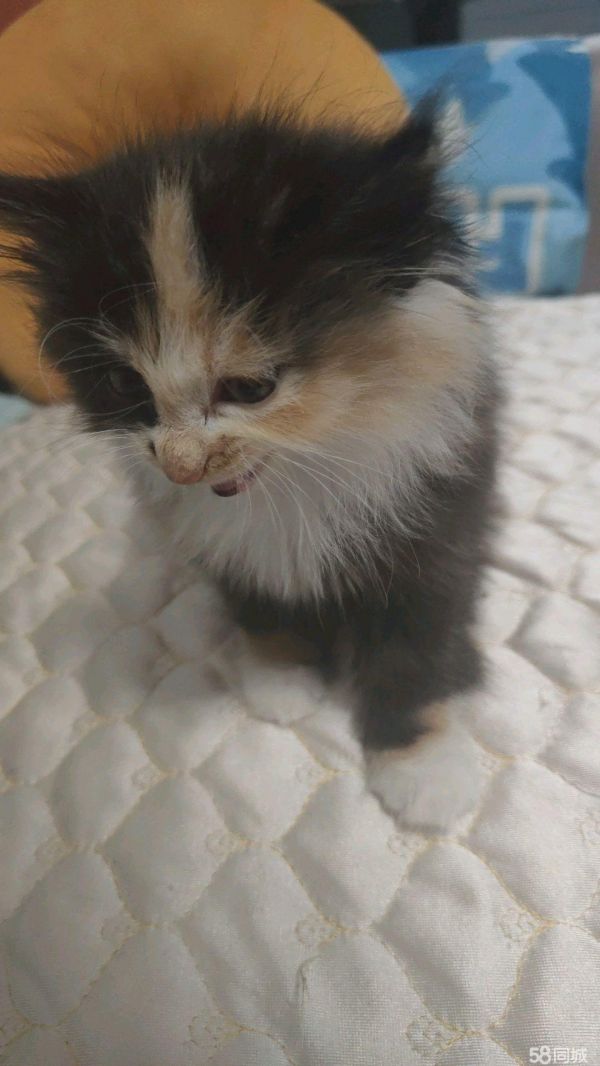 免费领养猫