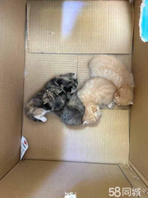 领养小猫 送送送
