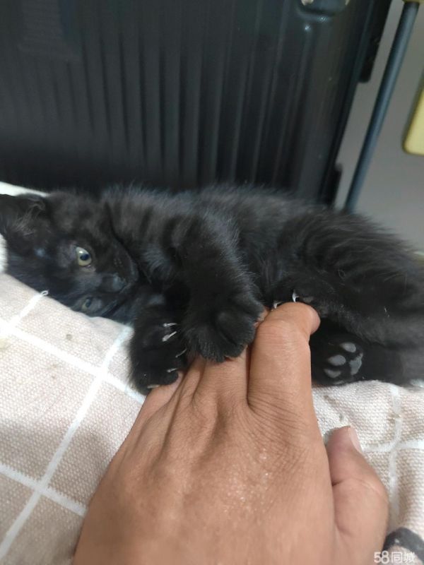 免费领养猫咪，养有条件的领养，别一时兴起，既然养了就负责