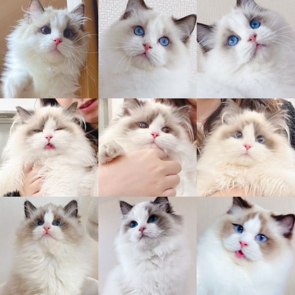 【正规猫舍】布偶猫幼猫崽宠物小猫咪活物领养仙女网红猫布偶喵