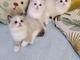 500领养个人家布偶猫咪