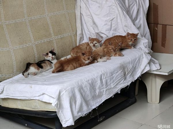 给小猫孩儿找个家