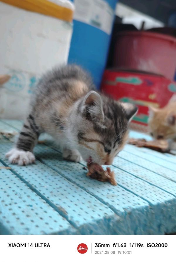 流浪猫免费领养