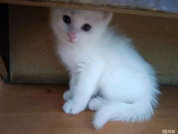 满月小猫送爱猫人士