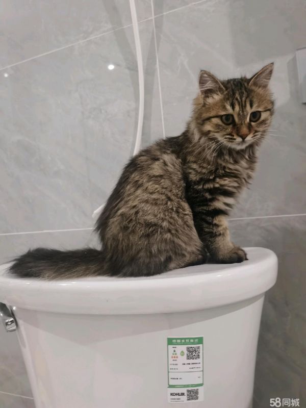 长毛狸花美猫送爱猫的你