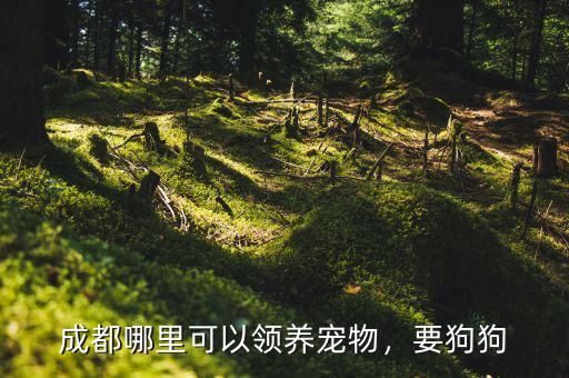 成都哪里可以领养宠物，要狗狗