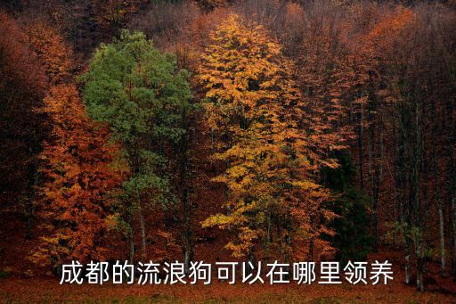 成都的流浪狗可以在哪里领养