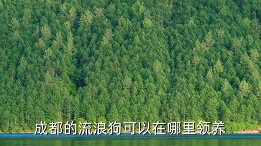 成都的流浪狗可以在哪里领养