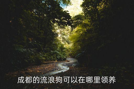 成都的流浪狗可以在哪里领养