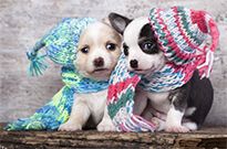 狗狗冬天怎么保暖呢?