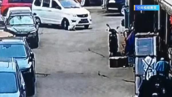 市场内宠物犬未拴绳被撞，主人索赔6800多元！法院经审理判决……