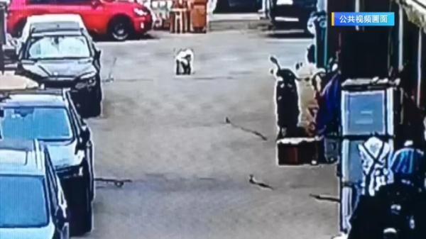 市场内宠物犬未拴绳被撞，主人索赔6800多元！法院经审理判决……