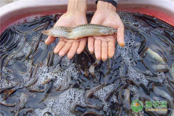泥鳅怎么养殖？泥鳅规范化养殖技术-图片版权归惠农网所有
