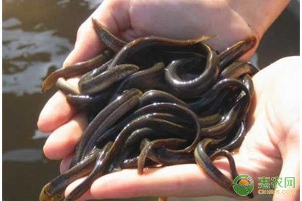 泥鳅怎么养殖？泥鳅规范化养殖技术-图片版权归惠农网所有