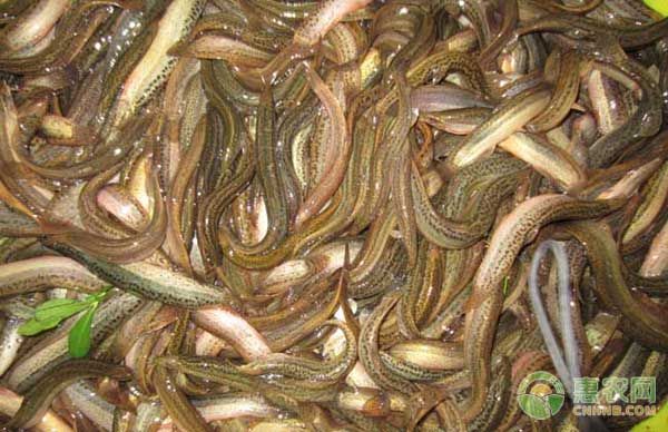 泥鳅怎么养殖？泥鳅规范化养殖技术-图片版权归惠农网所有