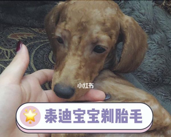 泰迪剃毛的优惠价格是多少？剃毛后如何护理？