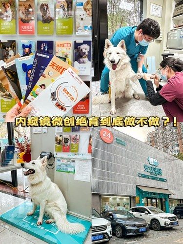 在上海毛孩子健康新选择！比传统绝育更人性化