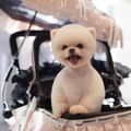 https://p1.meituan.net/userheadpicbackend/264974e24a4d3e2df9374fc28c8c0b0b150351.jpg%40120w_120h_1e_1c_1l%7Cwatermark%3D0