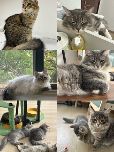 猫咪快乐时光记