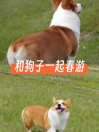和狗狗一起去春游