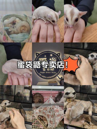 这家蜜袋鼯专卖店好专业，好好玩