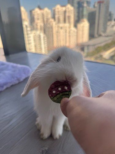 这店绝了，都相信玄学了…天降神兔啊