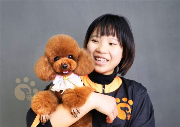 宠物美容C级常规培训课程