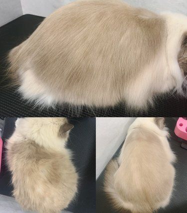 99元把我的长毛仙女喵洗成这样？这家店不敢来