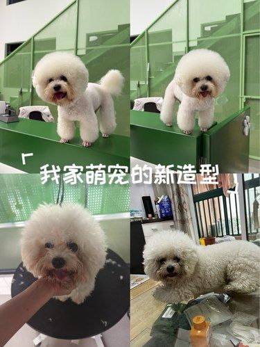 比熊美丽纯靠美容