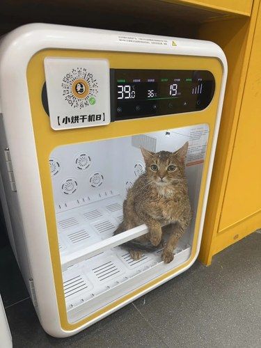 自助洗宠超有趣