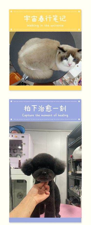 《夏日小精灵出动，萌趣无限！》