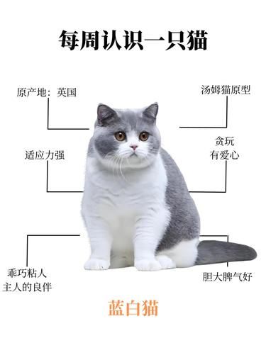 每周认识一只猫蓝白猫||英短蓝白是热度很高的