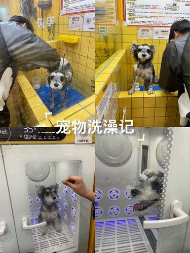 自助小狗洗澡记