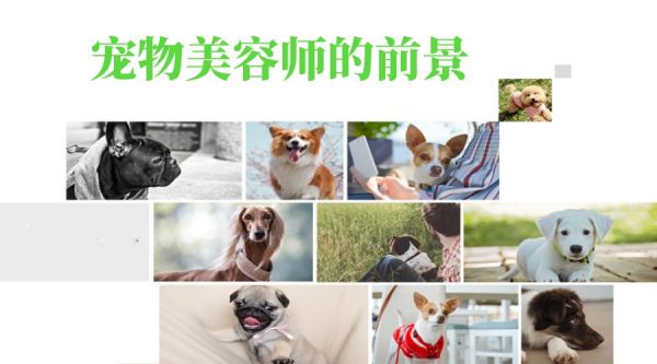 北京宠物美容培训学校排名前十榜单.jpg