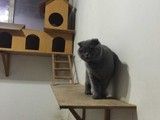 北京海淀寒假期间宠物寄养 专业 正规寄养