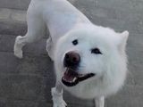 天通苑家庭宠物寄养猫猫狗狗 专业宠物寄养五一假期寄养可接送