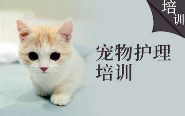 五大北京宠物猫狗美容护理技能学习培训学校排名公布.jpg
