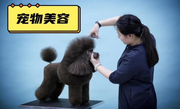 五大北京宠物猫狗美容护理技能学习培训学校排名公布.jpg