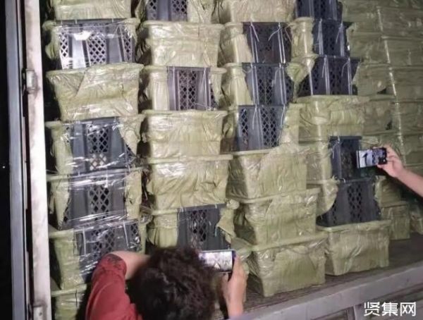 快递不能邮寄宠物，一文了解正规的托运是什么样