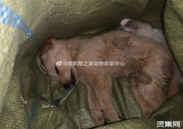 快递不能邮寄宠物，一文了解正规的托运是什么样