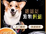 白沙专业宠物托运 宠物托运
